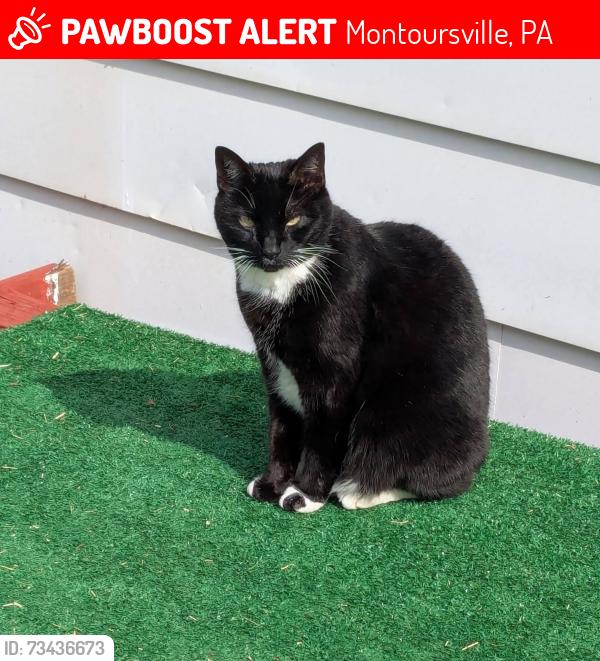 Lost Female Cat last seen Route 87, Montoursville, PA 17754