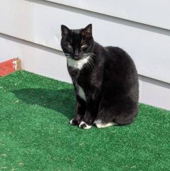 Lost Female Cat last seen Route 87, Montoursville, PA 17754