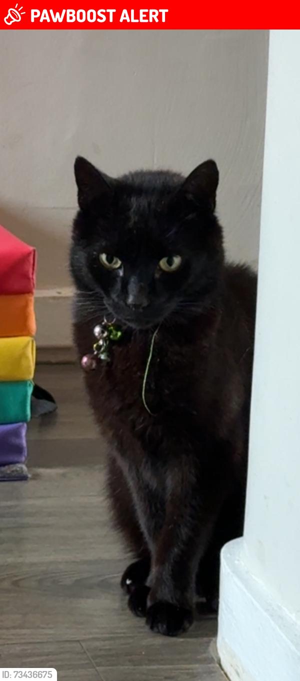 Lost Male Cat last seen Princess Elizabeth Way, Gloucestershire, England GL51 7NN
