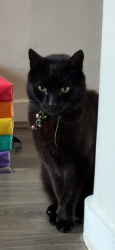 Lost Male Cat last seen Princess Elizabeth Way, Gloucestershire, England GL51 7NN