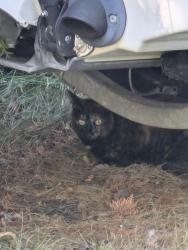 Found/Stray Unknown Cat last seen Willow Way, Moorhead, MN 56560