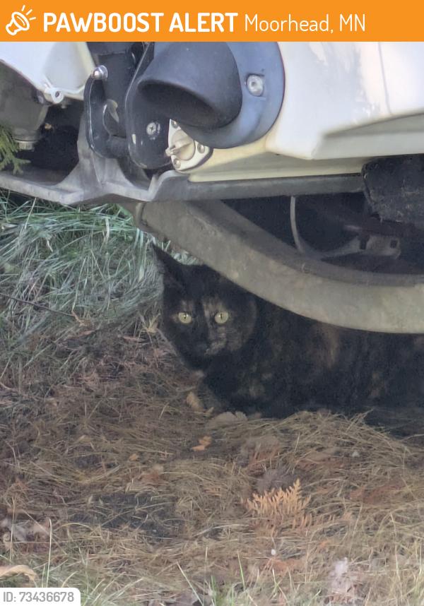 Found/Stray Unknown Cat last seen Willow Way, Moorhead, MN 56560