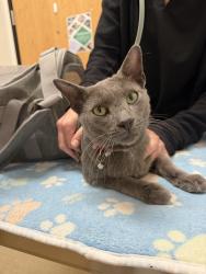 Reunited Male Cat last seen Carmel Del Mar School, San Diego, CA 92130