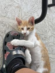 Lost Male Cat last seen Fisher rd, San Antonio, TX 78073