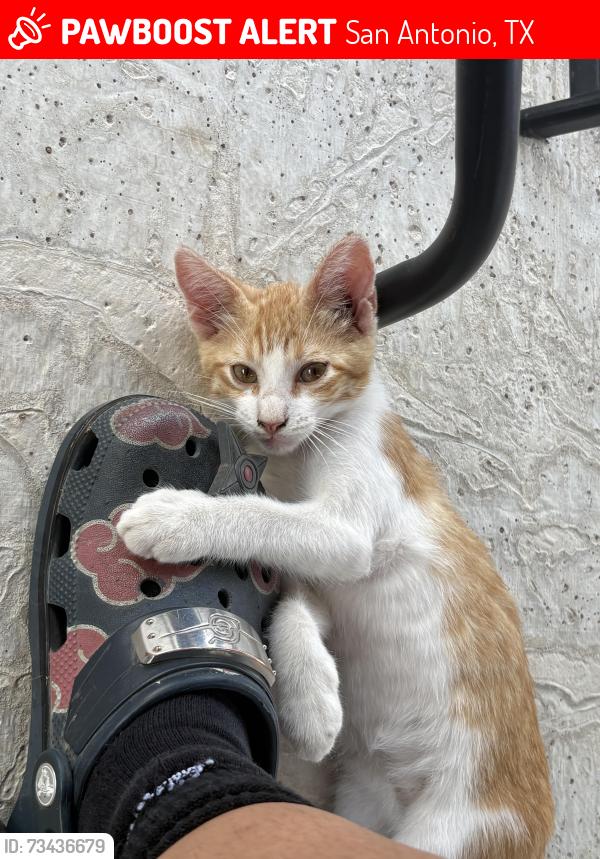 Lost Male Cat last seen Fisher rd, San Antonio, TX 78073