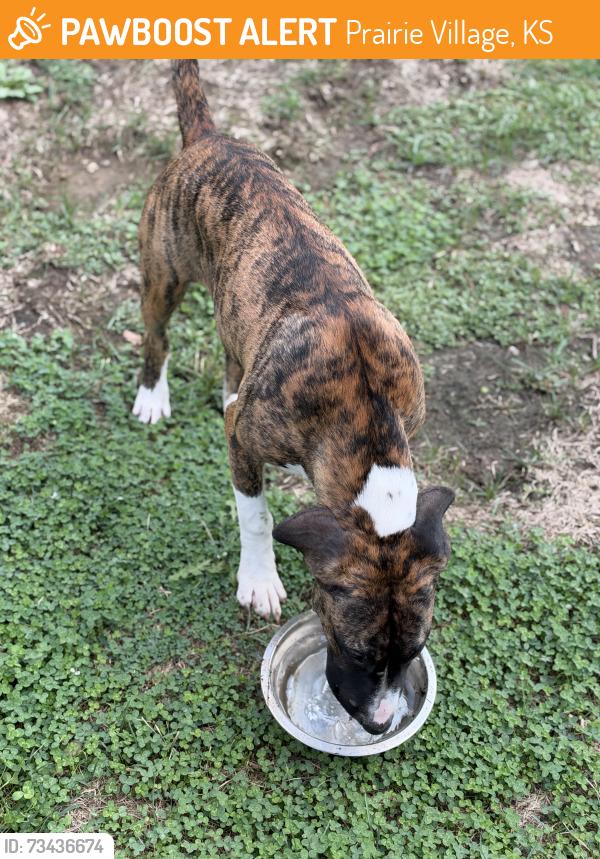 Found/Stray Female Dog last seen W. 48th Terrace and Juniper, Prairie Village, KS 66208