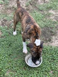 Found/Stray Female Dog last seen W. 48th Terrace and Juniper, Prairie Village, KS 66208