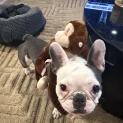 Lost Female Dog last seen Near las Olas blvd, Fort Lauderdale, FL 33301