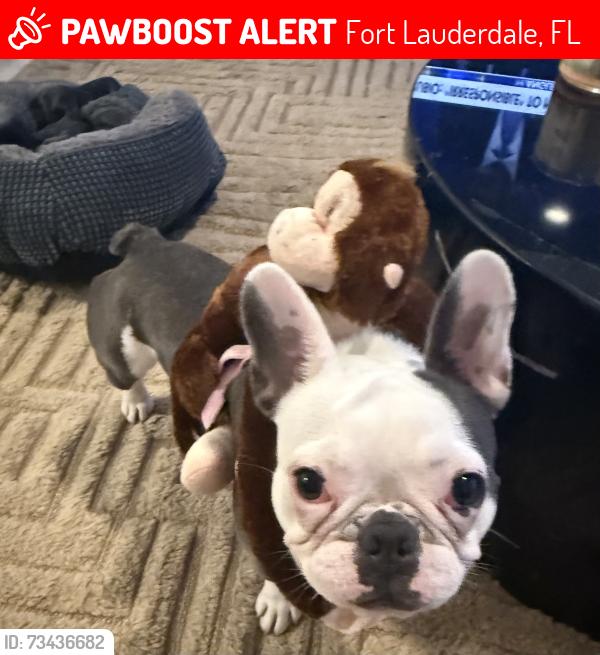 Lost Female Dog last seen Near las Olas blvd, Fort Lauderdale, FL 33301