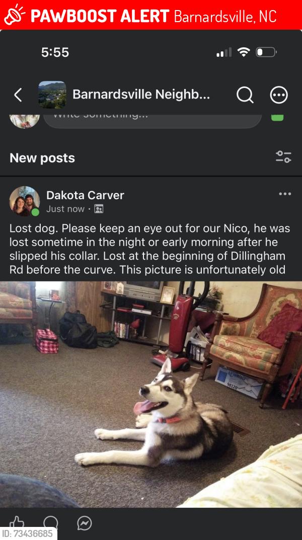 Lost Male Dog last seen Near Dillingham Rd, Barnardsville, NC 28709