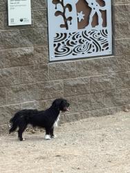 Found/Stray Unknown Dog last seen Canal behind Cortez Park, Phoenix, AZ 85051