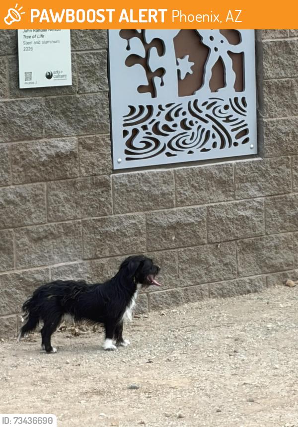 Found/Stray Unknown Dog last seen Canal behind Cortez Park, Phoenix, AZ 85051