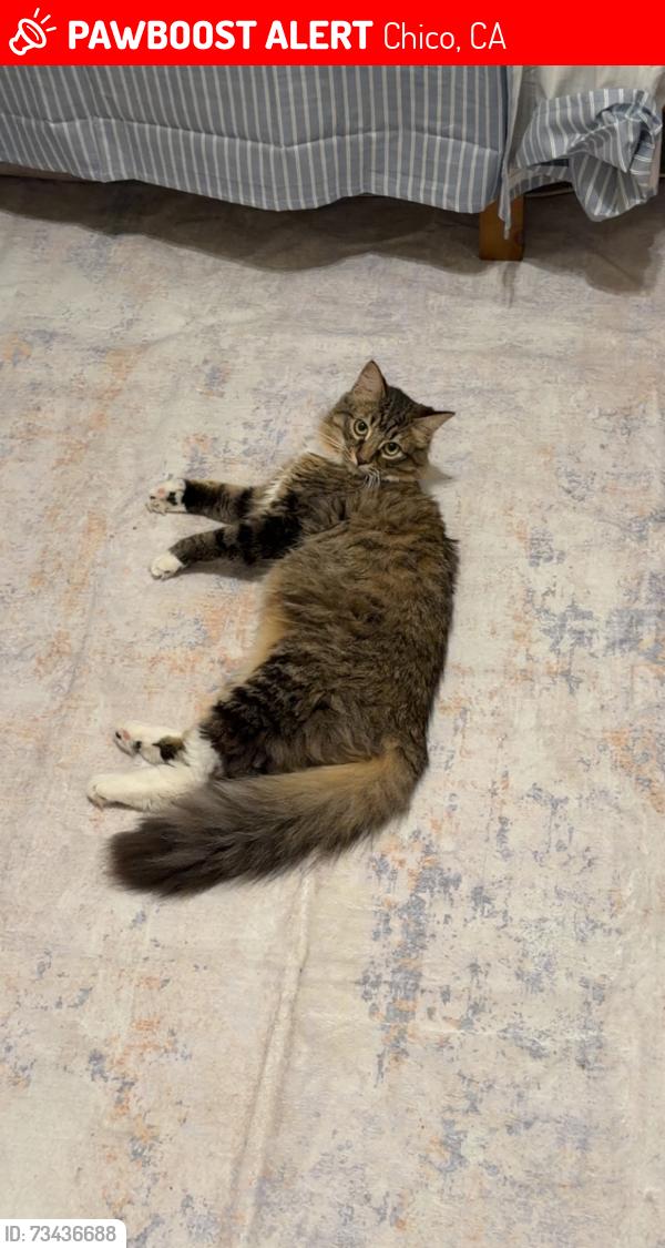 Lost Male Cat last seen ABC Market, Chico, CA 95928