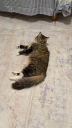 Lost Male Cat last seen ABC Market, Chico, CA 95928