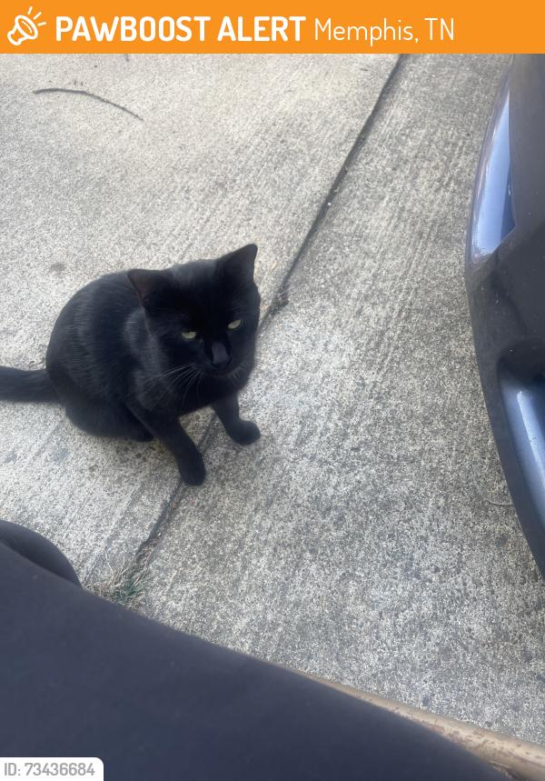 Found/Stray Male Cat last seen Melrose High School, Memphis, TN 38114