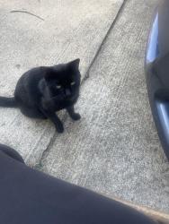 Found/Stray Male Cat last seen Melrose High School, Memphis, TN 38114