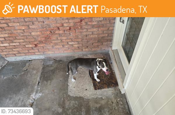 Found/Stray Female Dog last seen 0riole lane, Pasadena, TX 77502