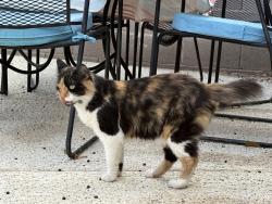 Found/Stray Unknown Cat last seen Craig Ranch Park, North Las Vegas, NV 89031