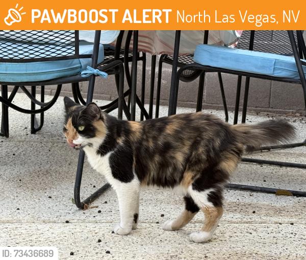 Found/Stray Unknown Cat last seen Craig Ranch Park, North Las Vegas, NV 89031