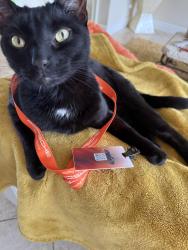 Lost Male Cat last seen Glen Eagle CC and Davis Rd, Naples, FL 34104