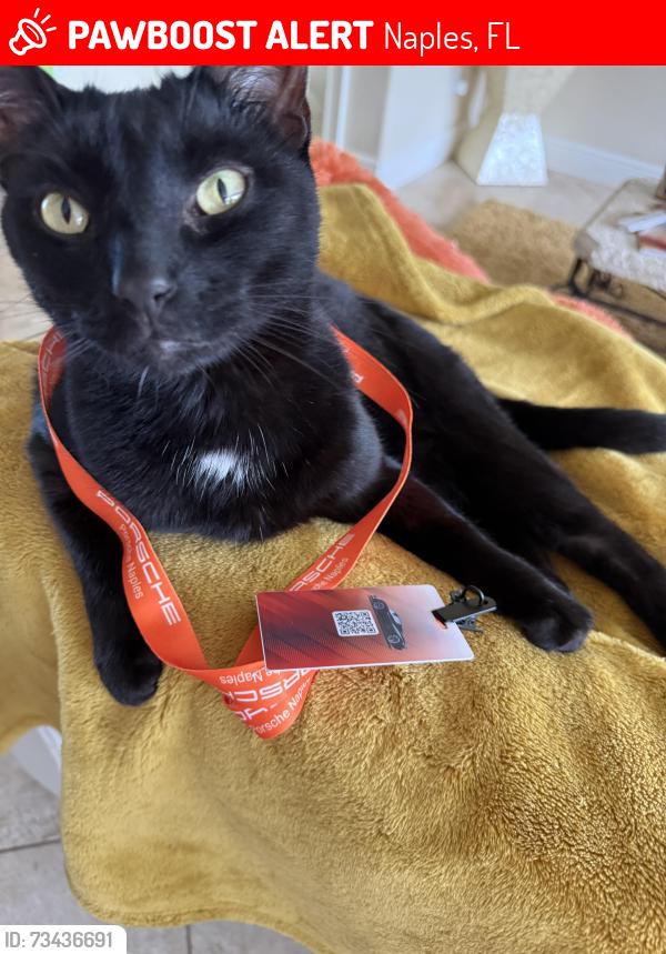 Lost Male Cat last seen Glen Eagle CC and Davis Rd, Naples, FL 34104