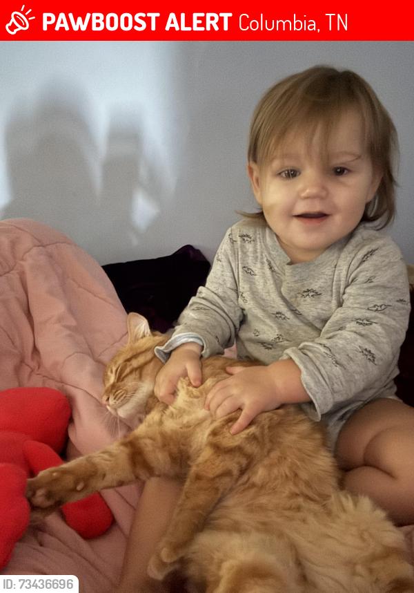 Lost Male Cat last seen Twice daily Columbia Tennessee, Columbia, TN 38401