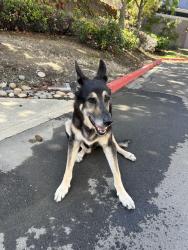 Reunited Male Dog last seen Near Skyway Road San Carlos, San Carlos, CA 94070
