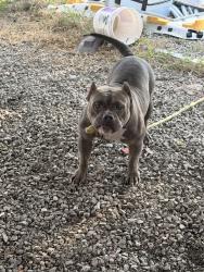 Reunited Male Dog last seen Tarrant al, Tarrant, AL 35217