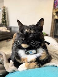 Lost Female Cat last seen 102nd and Bacardy, Oklahoma City, OK 73162