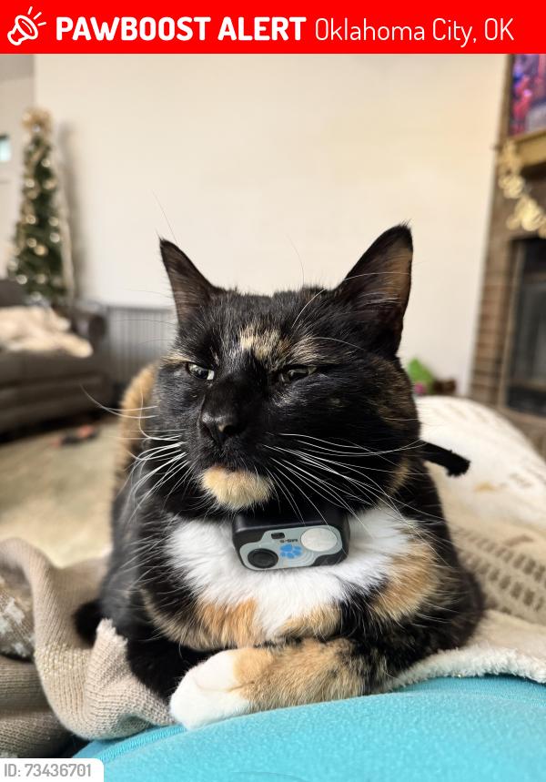 Lost Female Cat last seen 102nd and Bacardy, Oklahoma City, OK 73162