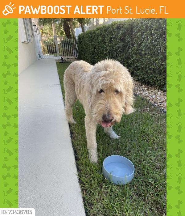 Found/Stray Male Dog last seen The Lakes at Tradition, Port St. Lucie, FL 34987