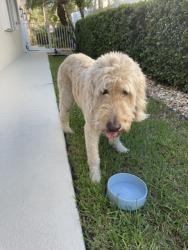 Found/Stray Male Dog last seen The Lakes at Tradition, Port St. Lucie, FL 34987