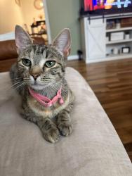 Lost Female Cat last seen Graveyard, cutting cottage, Lynchburg, VA 24502