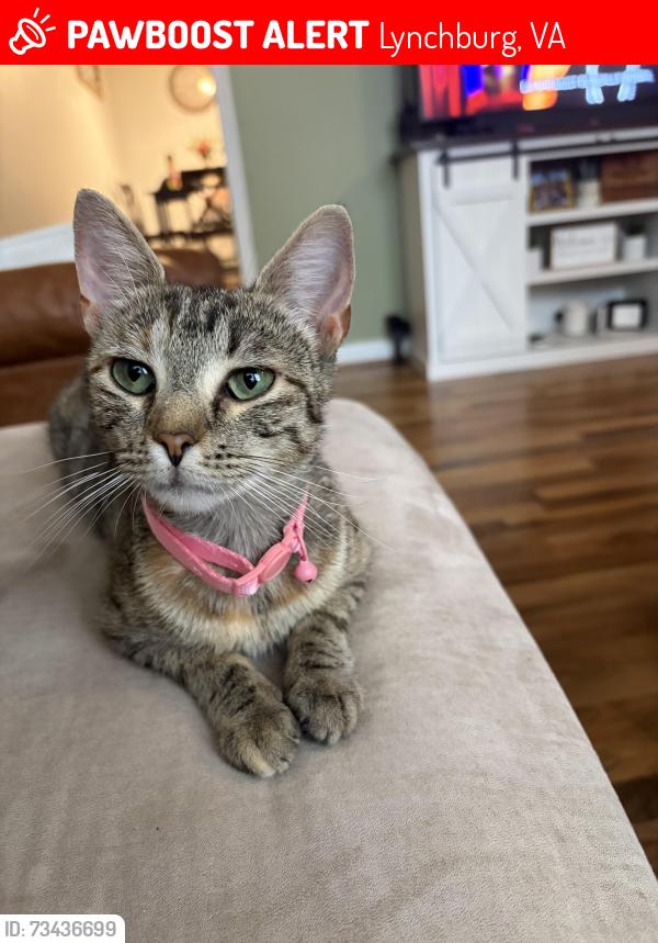 Lost Female Cat last seen Graveyard, cutting cottage, Lynchburg, VA 24502