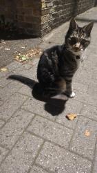 Found/Stray Unknown Cat last seen Thurlow park road bus stop, Greater London, England 