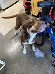 Found/Stray Male Dog last seen 29th and Trigg St, Amarillo, TX 79103