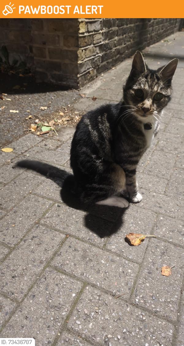Found/Stray Unknown Cat last seen Thurlow park road bus stop, Greater London, England 