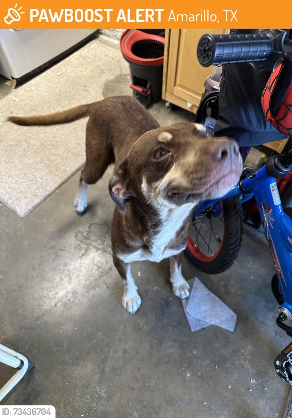 Found/Stray Male Dog last seen 29th and Trigg St, Amarillo, TX 79103