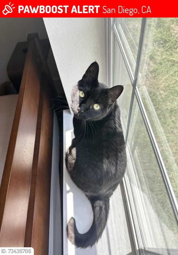 Lost Female Cat last seen Scott st, San Diego, CA 92106