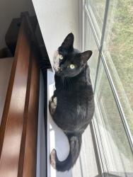 Lost Female Cat last seen Scott st, San Diego, CA 92106