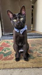 Reunited Male Cat last seen Island club apmts, Oceanside, CA 92056