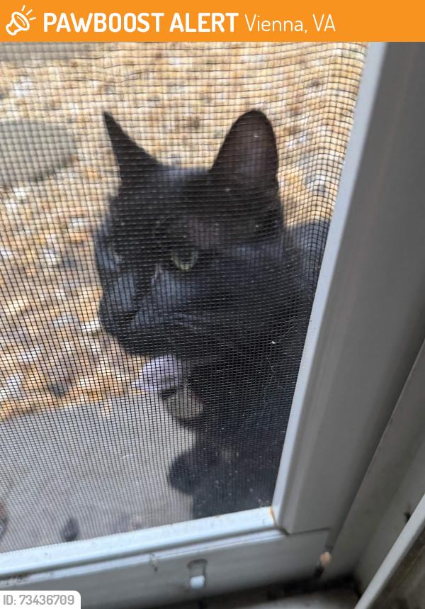 Found/Stray Unknown Cat last seen vaden dr, Vienna, VA 22181