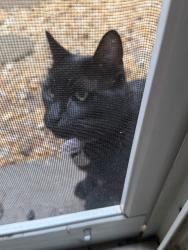 Found/Stray Unknown Cat last seen vaden dr, Vienna, VA 22181