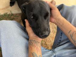Found/Stray Female Dog last seen Douglas st Cleburne tx, Cleburne, TX 76033