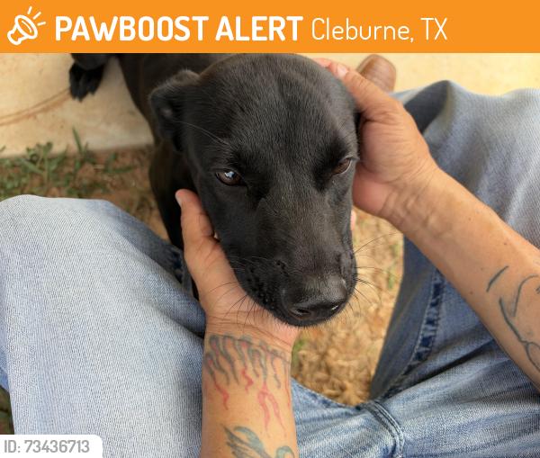 Found/Stray Female Dog last seen Douglas st Cleburne tx, Cleburne, TX 76033