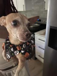 Reunited Female Dog last seen Memorial Drive, Decatur, GA 30032