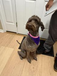Reunited Female Dog last seen blackberry lane Hampton Va 23669, Hampton, VA 23669