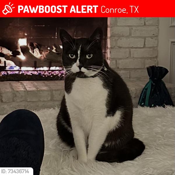 Lost Female Cat last seen North Harlan, Conroe, TX 77385