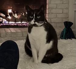 Lost Female Cat last seen North Harlan, Conroe, TX 77385