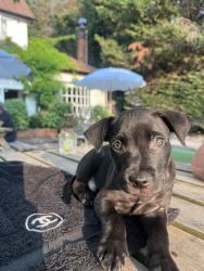 Lost Male Dog last seen Birmginham, West Midlands, England 